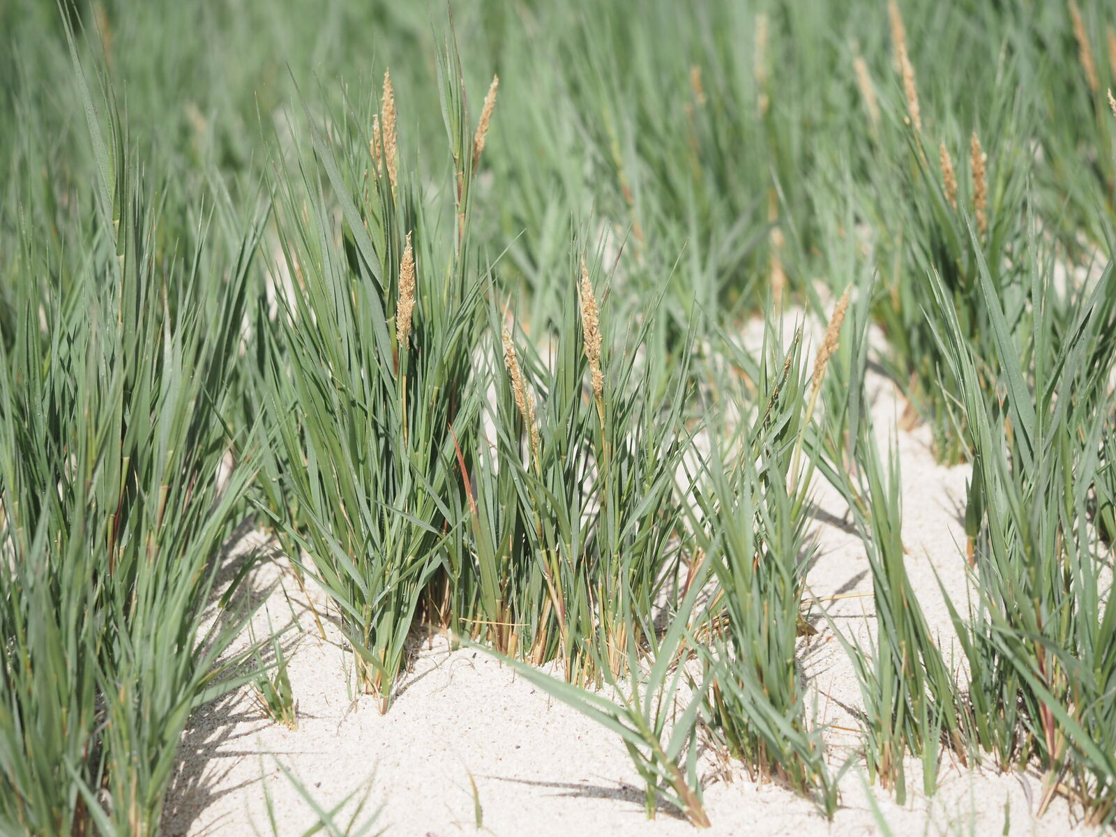 A photo of a seashore dropseed plant A photo of a seashore dropseed plant