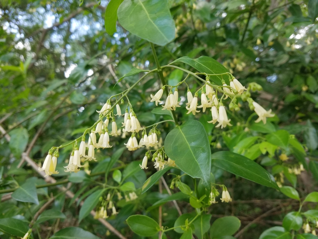 A photo of a snowberry plant A photo of a snowberry plant