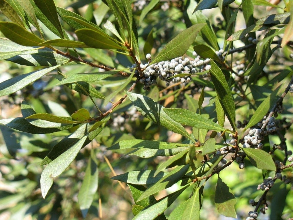 A photo of a southern wax myrtle plant A photo of a southern wax myrtle plant