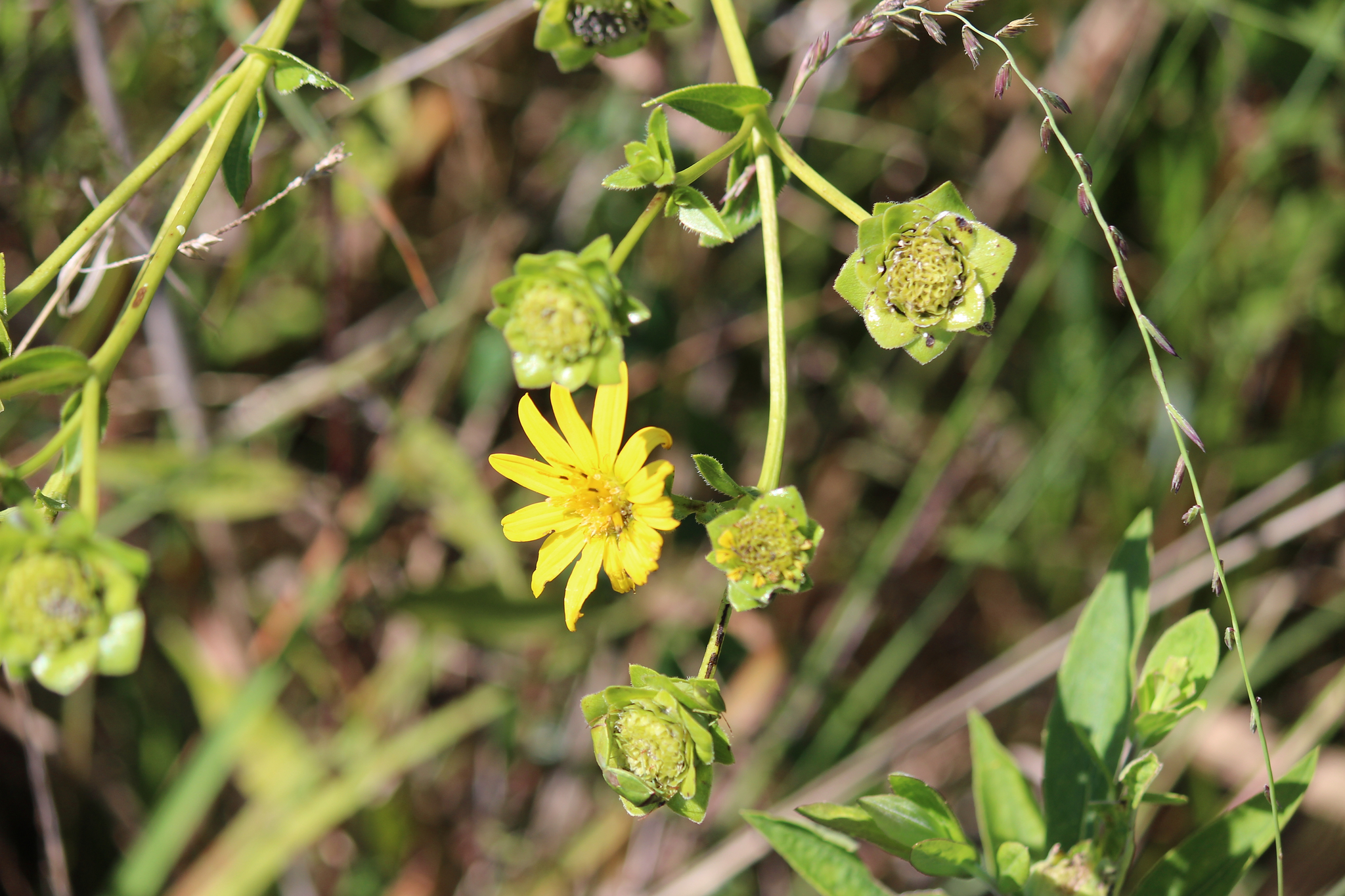 A photo of a starry rosinweed plant