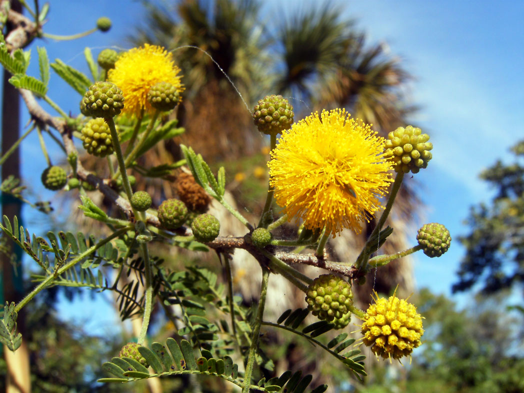 A photo of a sweet acacia plant A photo of a sweet acacia plant