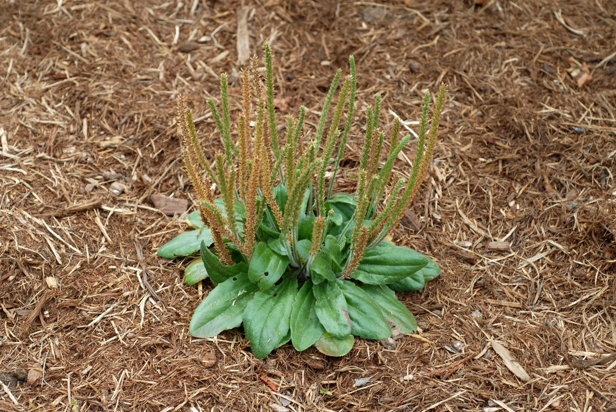 A photo of a virginia plantain plant A photo of a virginia plantain plant