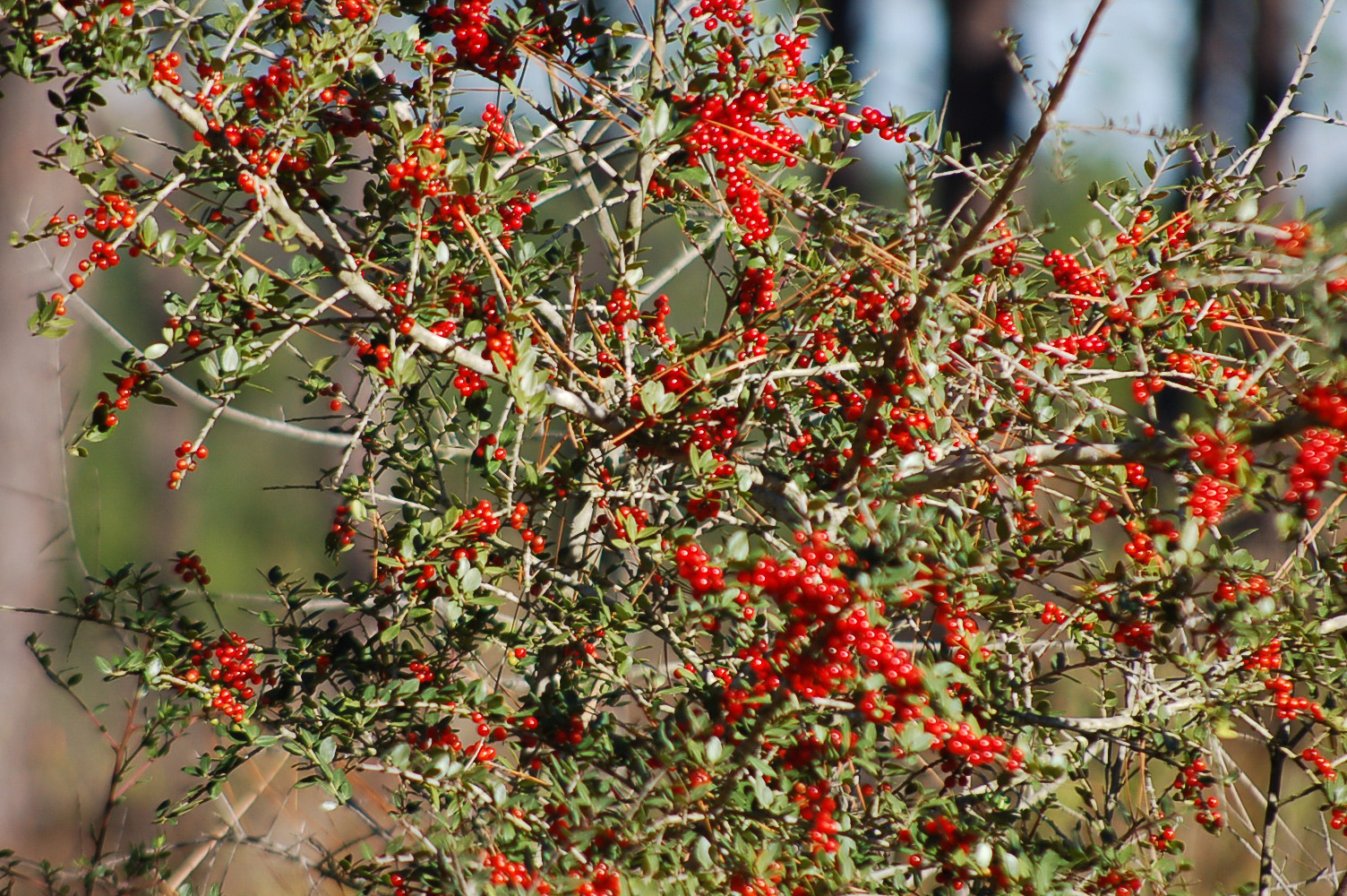 A photo of a yaupon holly plant