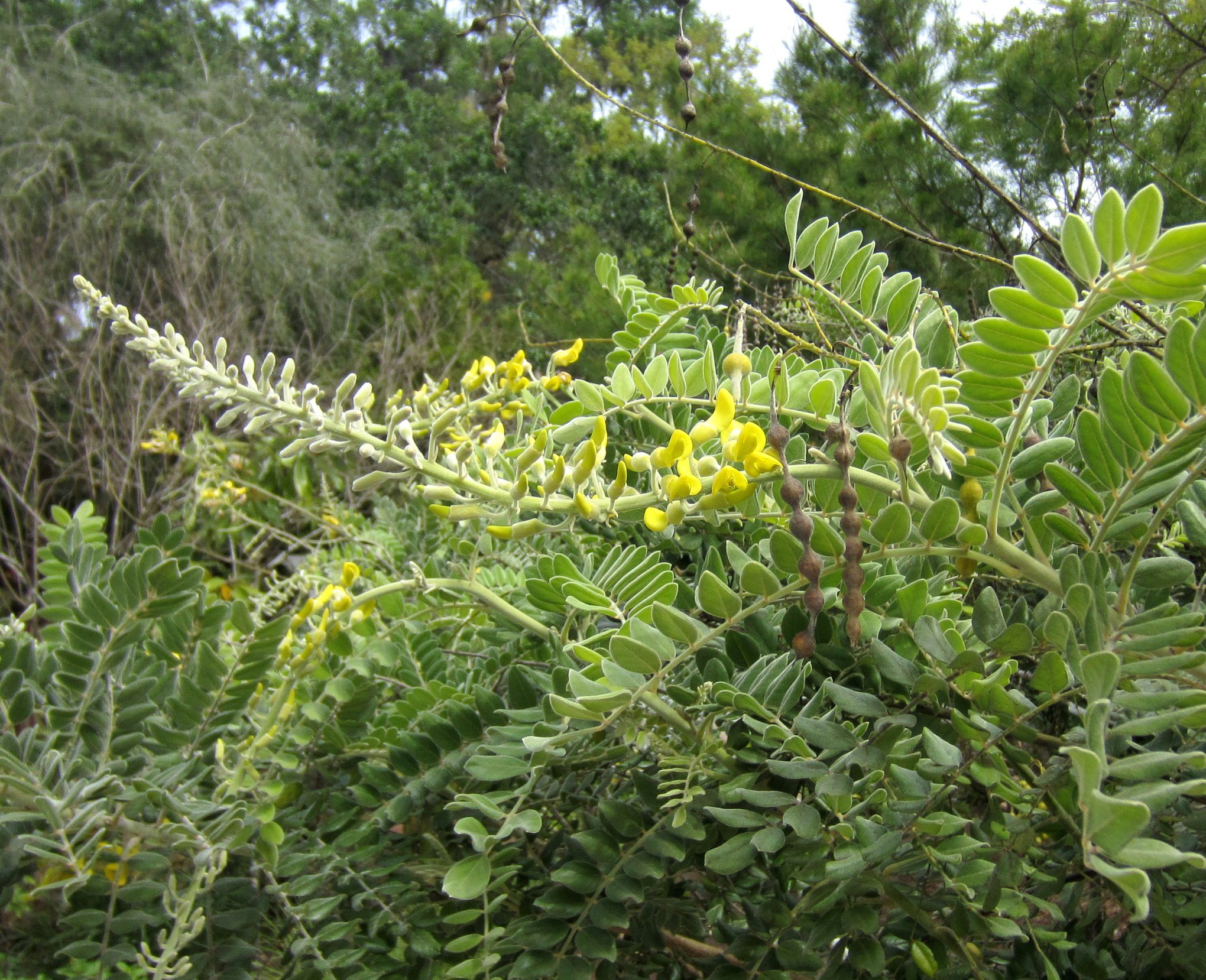 A photo of a yellow necklacepod plant A photo of a yellow necklacepod plant
